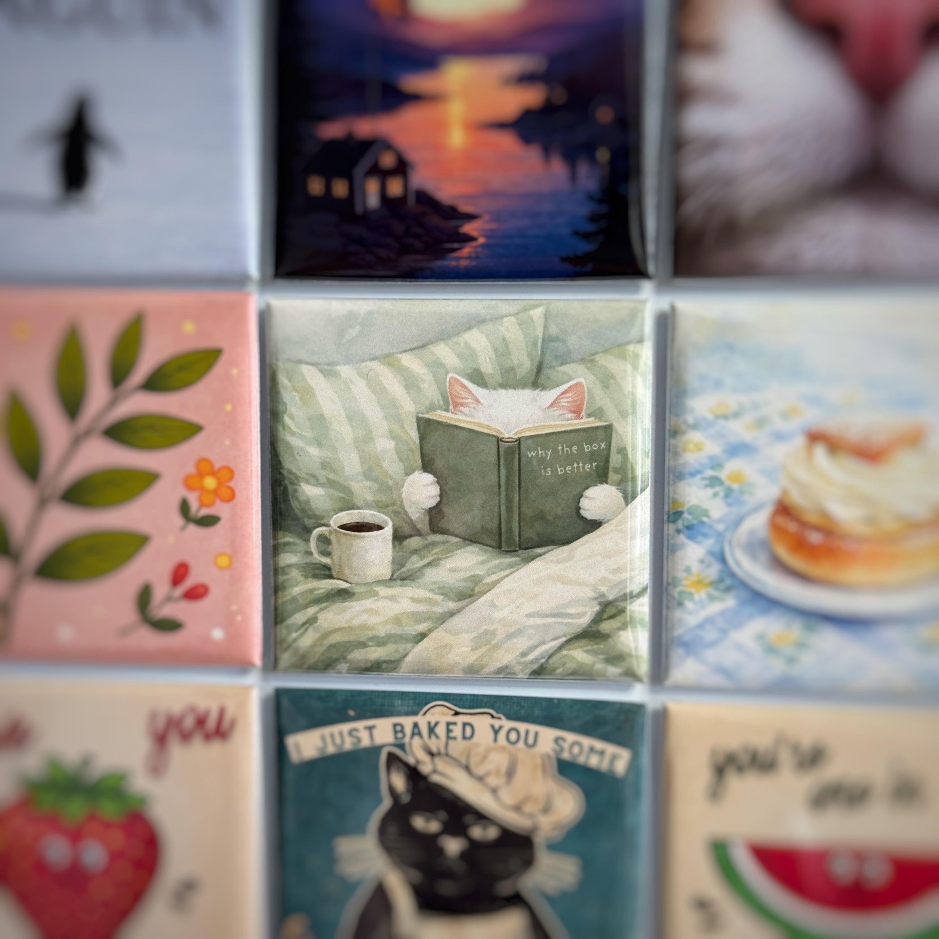 "Why the box is better" cat